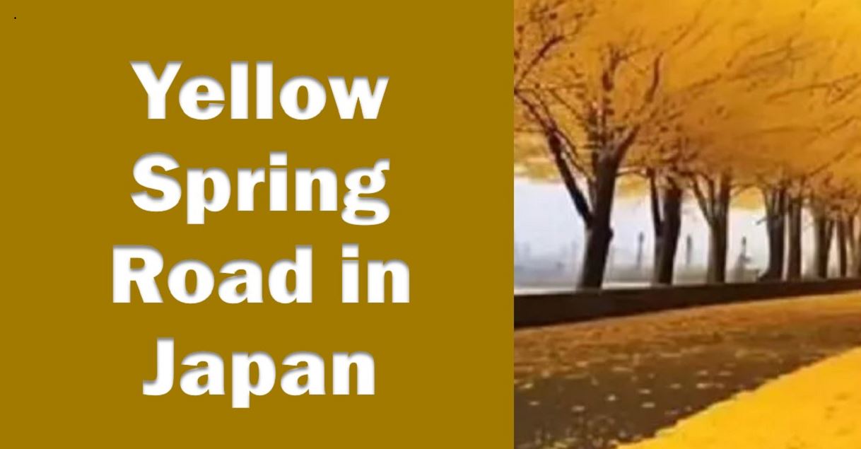 Yellow spring road japan
